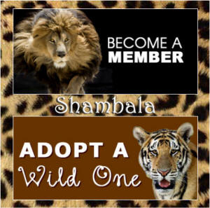 shambala
